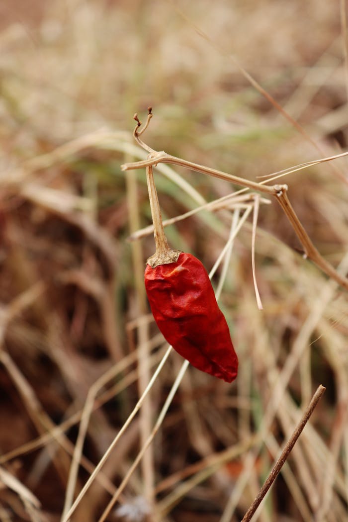 Captivating close-up of a singular dry red chili pepper against a natural background in Tiruvannamalai, India.